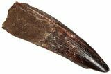 Fossil Spinosaurus Tooth - Real Dinosaur Tooth #355751-1